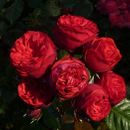 Розы от сибирского сада с достаточно высокой зимостойкостью` весна 2023