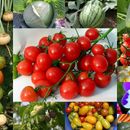 Сибирский садовод-Семена овощных культур, пряные и лекарственные травы! 3