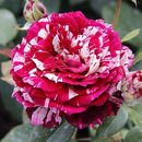 Саженцы роз для осенней посадки из питомника Тамбова`24
