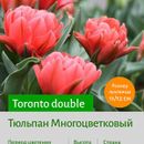 Луковки тюльпанов, нарцисс, лилий ищут своих хозяев. Финал. распродажа