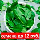 Свежая зелень на вашем столе. Подборка семян до 12 рублей.
