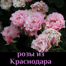 Снижение цен на розы из Краснодара! Новые сорта!