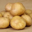 Семенной картофель - что посеешь, то и пожнешь` сезон 2023
