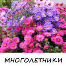 Сибирский садовод - Многолетние цветы для дачи и сада 2
