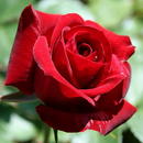 Любимые саженцы роз из питомника Тамбова — саженцы быстро разбирают!