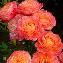 Розовое наслаждение! Большая распродажа саженцев роз на весну 23