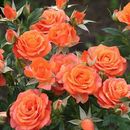Последняя большая распродажа саженцев роз на весну 23 по 351 р.!