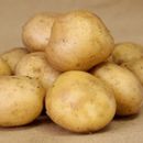 Семенной картофель - что посеешь, то и пожнешь 