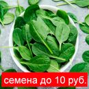 Свежая зелень на вашем столе. Подборка семян до 10 рублей.