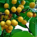 Яблони, груши, сливы и др. Взрослые саженцы плодовых и декоративных растений-2!