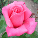 Саженцы роз для осенней посадки из питомника Тамбова`22