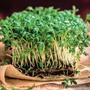 Семена на микрозелень - максимальная концентрация витаминов и микроэлементов