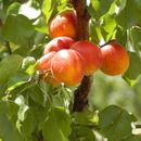 Яблони, груши, сливы и др. Взрослые саженцы плодовых и декоративных растений!