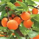 Яблони, груши, сливы и др. Взрослые саженцы плодовых и декоративных растений-5!