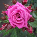 Саженцы роз для осенней посадки из питомника Тамбова`22 №2