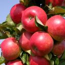 Низкие цены на ягодные и плодовые саженцы! Весна 2024