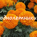 Сибирский садовод - Однолетние садовые цветы 