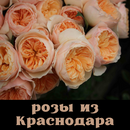 Розы из Краснодара с хорошими скидками! Розы Остина и другие известные сорта