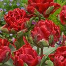 Шикарные тюльпаны - яркая весна 10