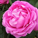Саженцы роз для осенней посадки из питомника Тамбова`23