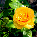 Саженцы роз для осенней посадки из питомника Тамбова`23 №3