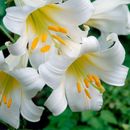 Шикарные лилии и тюльпаны для нашего сада`23