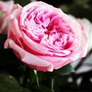 Саженцы роз для осенней посадки из питомника Тамбова`24 — обновленное наличие