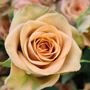 Саженцы роз для осенней посадки из питомника Тамбова`23 №2