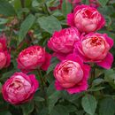 Большая распродажа саженцев роз на весну 23 от 270 руб.